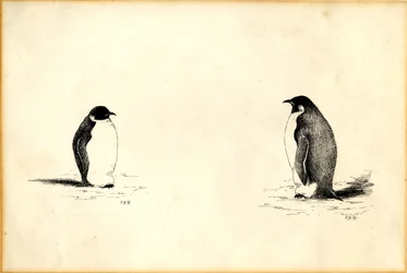 Pingüinos emperador