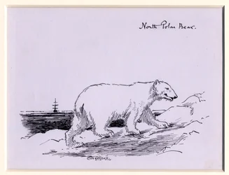 Oso polar