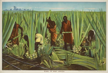 Sisal en África Oriental, de la serie "El comercio del Imperio crece".