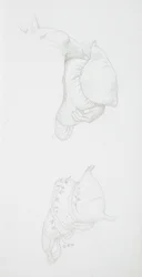 Estudios sobre cojines