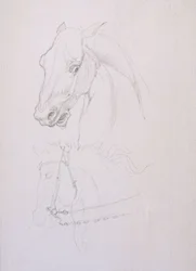 Estudio de la cabeza de un caballo