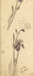 Iris