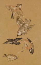 El amor guiando al peregrino - Estudio de aves: Jilgueros