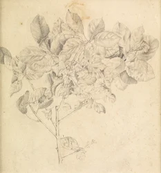 Estudio para huerto de manzanas
