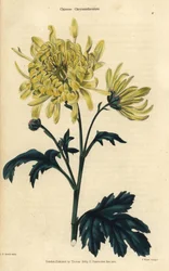 Crisantemo chino de flor amarilla