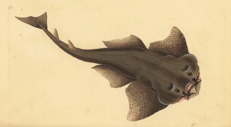 Tiburón ángel, Squatina squatina. En peligro crítico. (Tiburón ángel, Squallus squatinus). Grabado en cobre coloreado a mano dibujado y grabado por Edward Donovan de su Historia Natural de los Peces Británicos, Donovan y F.C. y J. Rivington, Londres