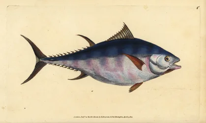 Atún rojo del Atlántico, Thunnus thynnus (en peligro) (grabado a mano por Edward Donovan de su 