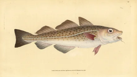 Bacalao atlántico o bacalao. Gadus morhua. Vulnerable. Grabado a mano coloreado por Edward Donovan de su Historia Natural de los Peces Británicos, Donovan y F.C. y J. Rivington, Londres