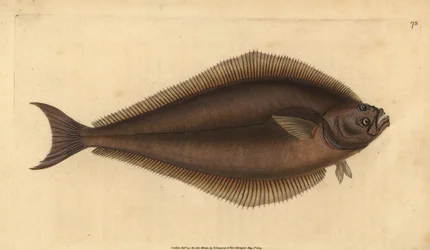 Fletán atlántico, Hippoglossus hippoglossus. En peligro de extinción. (Holibut, Pleuronectes hippoglossus). Grabado en cobre coloreado a mano dibujado y grabado por Edward Donovan de su Historia Natural de los Peces Británicos, Donovan y F.C. y J. Rivingto