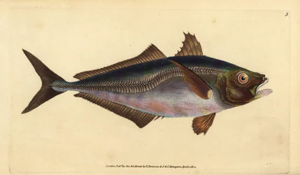 Trachurus trachurus (Jurel, Scomber trachurus), jurel del Atlántico. Grabado en cobre coloreado a mano dibujado y grabado por Edward Donovan de su Historia Natural de los Peces Británicos, Donovan y F.C. y J. Rivington, Londres