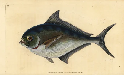Japuta atlántica, Brama brama. Grabado a mano coloreado por Edward Donovan de su Historia Natural de los Peces Británicos, Donovan y F.C. y J. Rivington, Londres