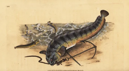 Lobo de mar atlántico, Anarhichas lupus. Grabado a mano coloreado por Edward Donovan de su Historia Natural de los Peces Británicos, Donovan y F.C. y J. Rivington, Londres