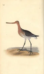Aguja colinegra (hembra), Limosa lapponica. Grabado a mano coloreado por Edward Donovan de su propia Historia Natural de las Aves Británicas, Londres