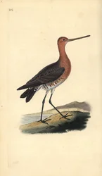Aguja colipinta (macho), Limosa lapponica. Grabado en cobre coloreado a mano dibujado y grabado por Edward Donovan de su propia "Historia Natural de las Aves Británicas," Londres