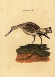 Aguja colipinta, Limosa lapponica