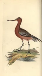 Aguja colipinta, Limosa lapponica. Ilustración de la 
