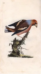 Quebrantahuesos. Coccothraustes (Loxia coccothraustes). Grabado en cobre por Edward Donovan (1768-1837), publicado en Historia Natural de las Aves Británicas, Londres