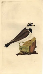 Chorlitejo grande. Charadrius hiaticula. Grabado en cobre por Edward Donovan (1768-1837), publicado en Historia natural de las aves británicas, Londres