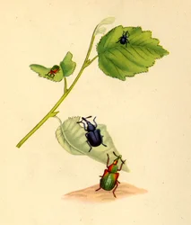 Gorgojos del abedul: Curculio betulae