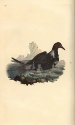 Gaviota reidora, Chroicocephalus ridibundus, en plumaje de verano con cabeza marrón. Ilustración a mano de cobre grabada por Edward Donovan de su propio 