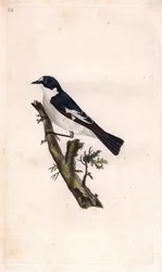 Pavo negro. Ficedula hypoleuca (Muscicapa atricapilla). Grabado en cobre de Edward Donovan (1768-1837), publicado en Histoire naturelle des oiseaux britanniques, Londres