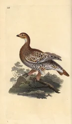 Urogallo negro, Tetrao tetrix. Ilustración de la 