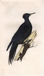 Pito negro. Dryocopus martius (Picus martius). Grabado en cobre de Edward Donovan (1768-1837), publicado en Histoire naturelle des oiseaux britanniques, Londres