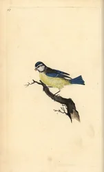 Herrerillo común, Cyanistes caeruleus. Grabado a mano coloreado por Edward Donovan de su propia Historia Natural de las Aves Británicas, Londres
