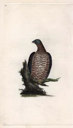 Abejero europeo. Pernis apivorus (Falco apivorus). Grabado en cobre por Edward Donovan (1768-1837), publicado en Historia natural de las aves británicas, Londres