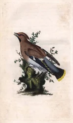 Ampelis garrulus. Bombycilla garrulus (Ampelis garrulus). Grabado en cobre por Edward Donovan (1768-1837), publicado en Historia natural de las aves británicas, Londres