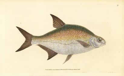 Brema, Abramis brama (Cyprinus brama). Grabado en cobre coloreado a mano dibujado y grabado por Edward Donovan de su Historia Natural de los Peces Británicos, Donovan y F.C. y J. Rivington, Londres