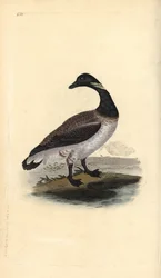 Barnacla carinegra, Branta bernicla. Grabado en cobre coloreado a mano dibujado y grabado por Edward Donovan de su propia "Historia Natural de las Aves Británicas," Londres