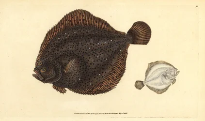 Rodaballo o perla, Scophthalmus rhombus (Pleuronectes rhombus). Grabado en cobre coloreado a mano dibujado y grabado por Edward Donovan de su Historia Natural de los Peces Británicos, Donovan y F.C. y J. Rivington, Londres