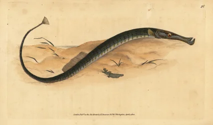 Pez pipa de hocico ancho o más corto. Syngnathus typhle. Grabado en cobre coloreado a mano dibujado y grabado por Edward Donovan de su Historia Natural de los Peces Británicos, Donovan y F.C. y J. Rivington, Londres