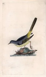 Lavandera cascadeña. Motacilla cinerea. Grabado en cobre por Edward Donovan, publicado en Histoire naturelle des oiseaux britanniques, Londres
