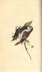 Trepador marrón, Certhia familiaris. Grabado en cobre coloreado a mano dibujado y grabado por Edward Donovan de su propia “Historia Natural de las Aves Británicas”, Londres