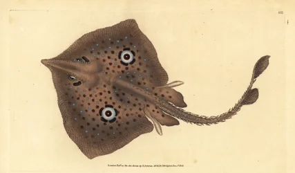 Raja miraletus, raya marrón o raya espejo. Grabado en cobre coloreado a mano dibujado y grabado por Edward Donovan de su Historia Natural de los Peces Británicos, Donovan y F.C. y J. Rivington, Londres