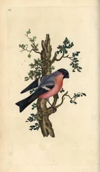 Camachuelo común, Pyrrhula pyrrhula. Ilustración de "Natural History of British Birds" de Edward Donovan, Londres