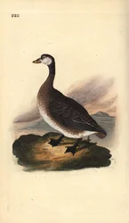 Ganso canadiense, Branta canadensis. Ilustración a mano de cobre grabada por Edward Donovan de su propio 
