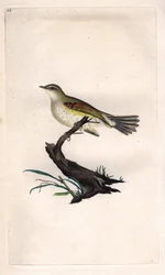 Mosquitero musical. Phylloscopus trochilus (Motacilla trochilus). Grabado en cobre por Edward Donovan (1768-1837), publicado en Historia natural de las aves británicas, Londres