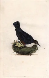 Mirlo acuático. Cinclus cinclus. Grabado en cobre de Edward Donovan, publicado en Histoire naturelle des oiseaux britanniques, Londres