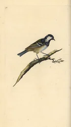 Carbonero garrapinos, Periparus ater. Grabado a mano coloreado por Edward Donovan de su propia Historia Natural de las Aves Británicas, Londres