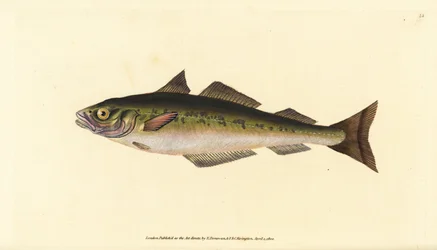 Carbonero o abadejo, Pollachius virens (Gadus carbonarius). Grabado a mano coloreado por Edward Donovan de su Historia Natural de los Peces Británicos, Donovan y F.C. y J. Rivington, Londres