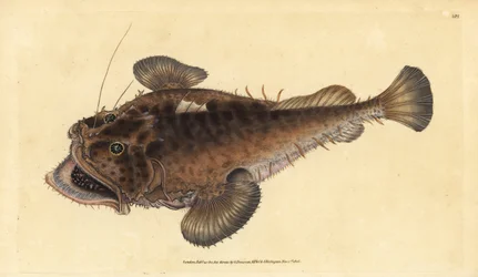 Rape común, Lophius piscatorius. Grabado a mano coloreado por Edward Donovan de su Historia Natural de los Peces Británicos, Donovan y F.C. y J. Rivington, Londres