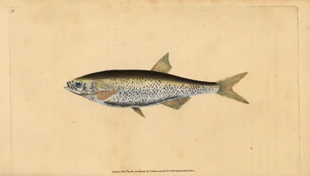 Alburno común, Alburnus alburnus (Cyprinus alburnus). Grabado en cobre coloreado a mano dibujado y grabado por Edward Donovan de su Historia Natural de los Peces Británicos, Donovan y F.C. y J. Rivington, Londres