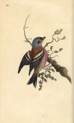 Pinzón vulgar, Fringilla coelebs. Grabado a mano coloreado por Edward Donovan de su propia Historia Natural de las Aves Británicas, Londres