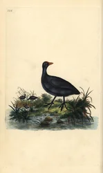 Focha común, Fulica atra. Grabado en cobre coloreado a mano dibujado y grabado por Edward Donovan de su propia “Historia Natural de las Aves Británicas,” Londres