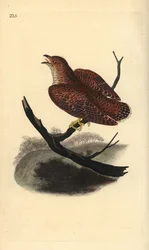Cuco común (juvenil), Cuculus canorus