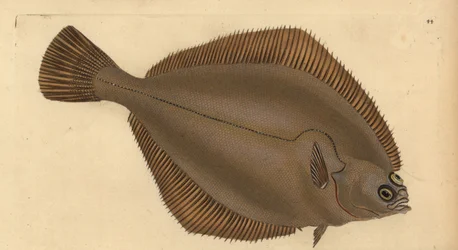 Platija común, Limanda limanda (Pleuronectes limanda). Grabado en cobre coloreado a mano dibujado y grabado por Edward Donovan de su Historia Natural de los Peces Británicos, Donovan y F.C. y J. Rivington, Londres