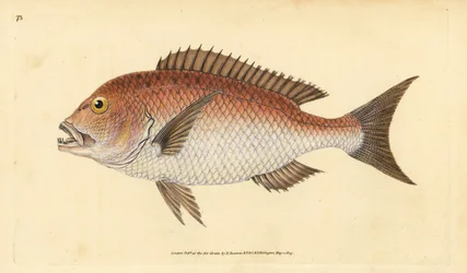 Dentón común, dentex dentex. Grabado a mano coloreado por Edward Donovan de su Historia Natural de los Peces Británicos, Donovan y F.C. y J. Rivington, Londres